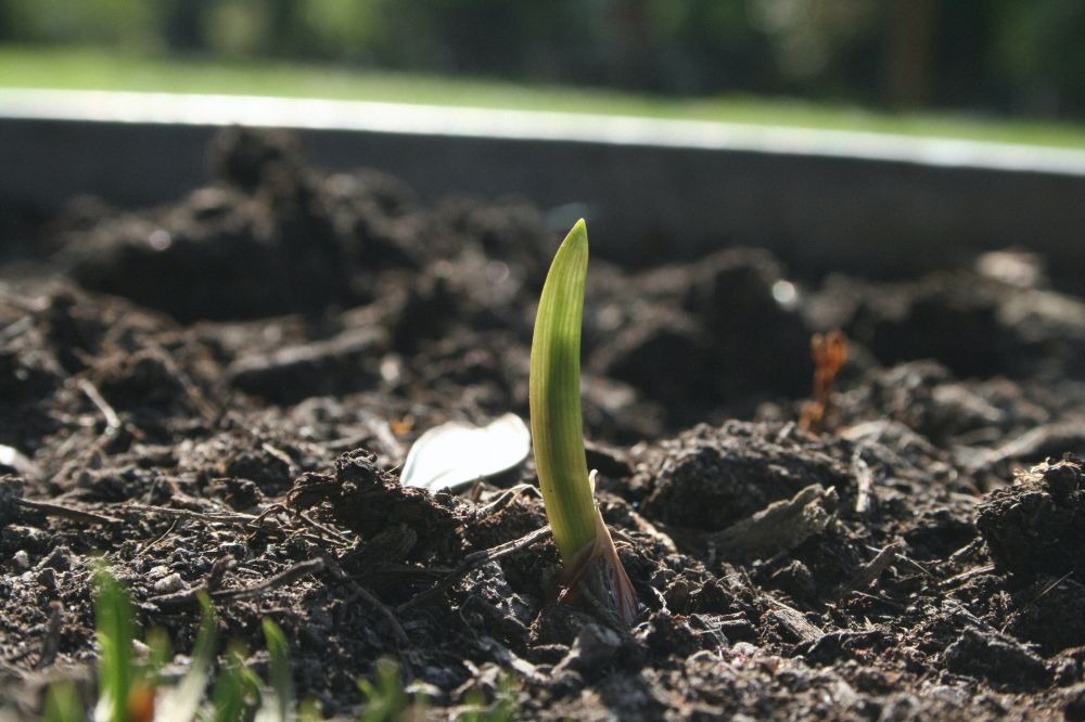 Odlingslåda – en praktisk lösning för den trädgårdsintresserade