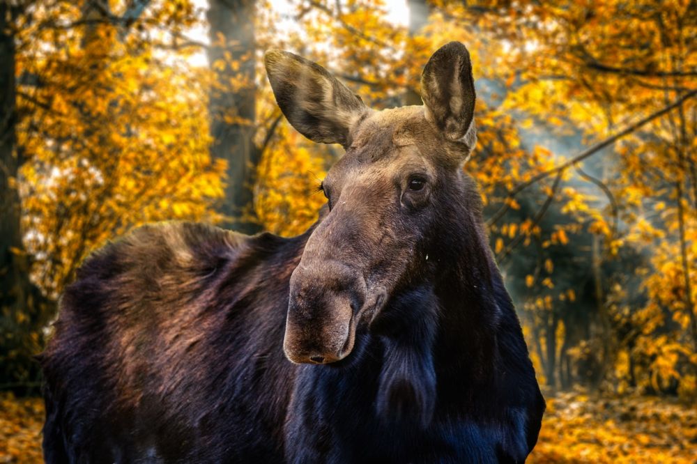 Älgpark I småland  nära möten med skogens konung
